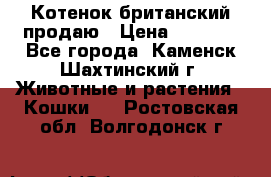 Котенок британский продаю › Цена ­ 3 000 - Все города, Каменск-Шахтинский г. Животные и растения » Кошки   . Ростовская обл.,Волгодонск г.